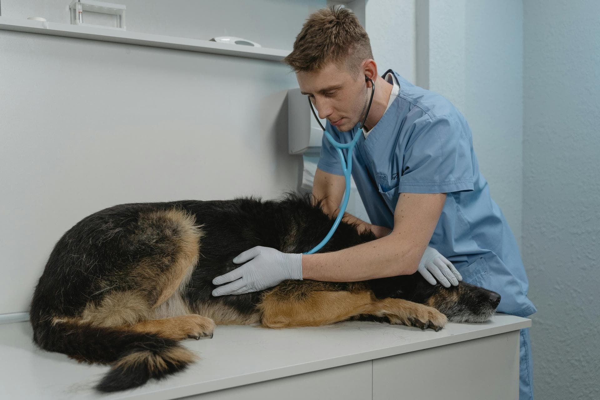 Dog & Cat Vets in Westminster